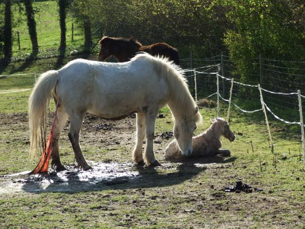 Óðinn just after he was born :D