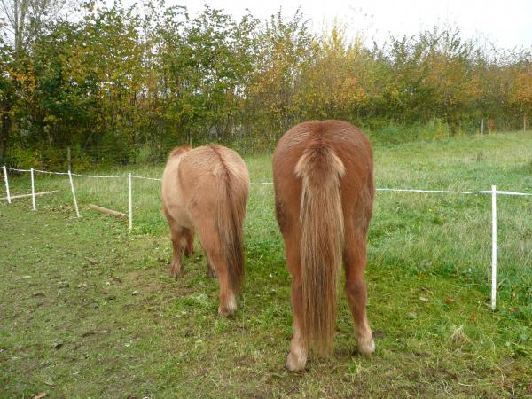 Hali and koowala,shes a tad bit bigger than him