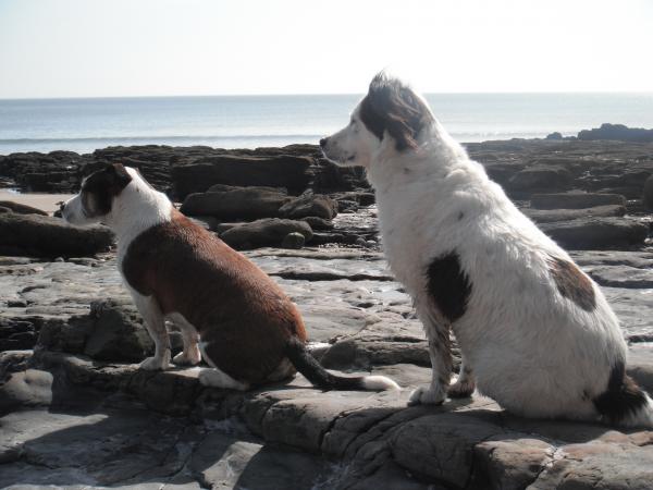 I see not ships!!  Dotti and Toby on holiday in Wales