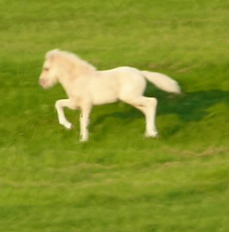 Odi ither in tolt or trot not sure but the actions huge :D