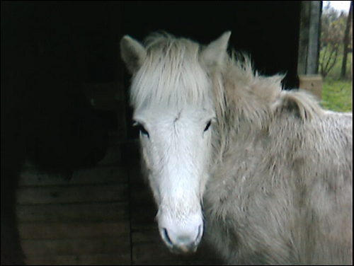 Sól and Katla (R.I.P darling girl)