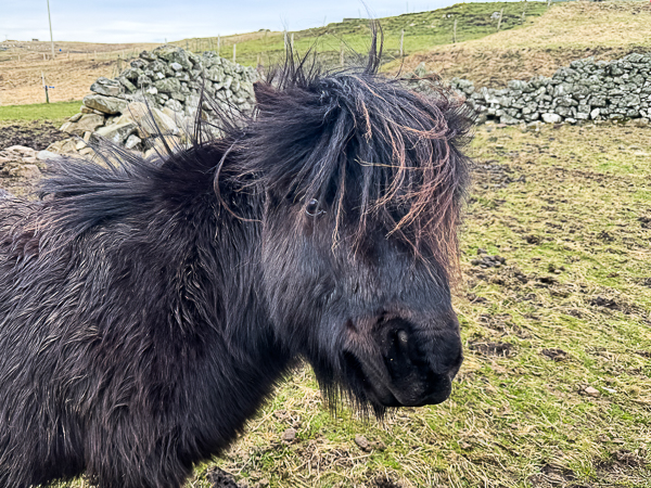 myshetland.co.uk