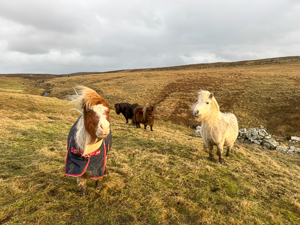 myshetland.co.uk